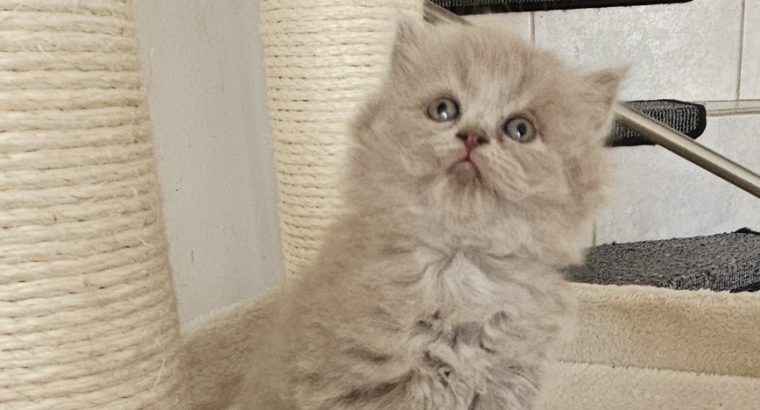 Colorful Universe Szimba