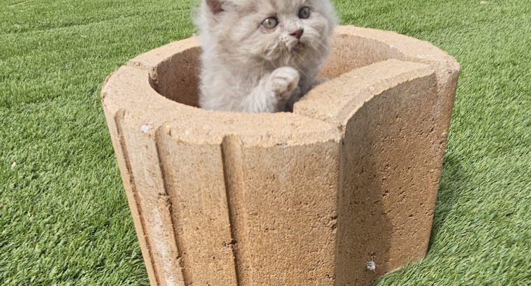 Colorful Universe Szimba