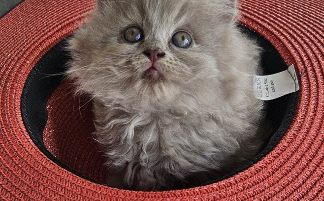 Colorful Universe Szimba