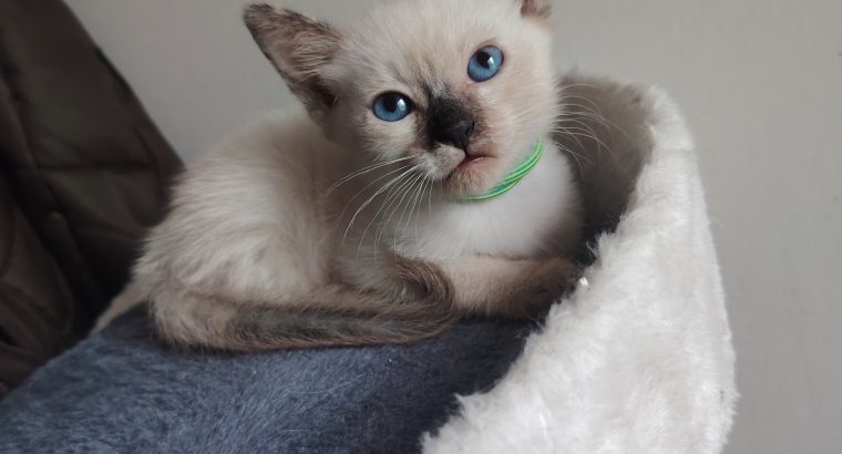 Cuki kis teknőc kislány