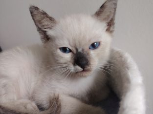 Cuki kis teknőc kislány