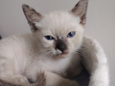 Cuki kis teknőc kislány