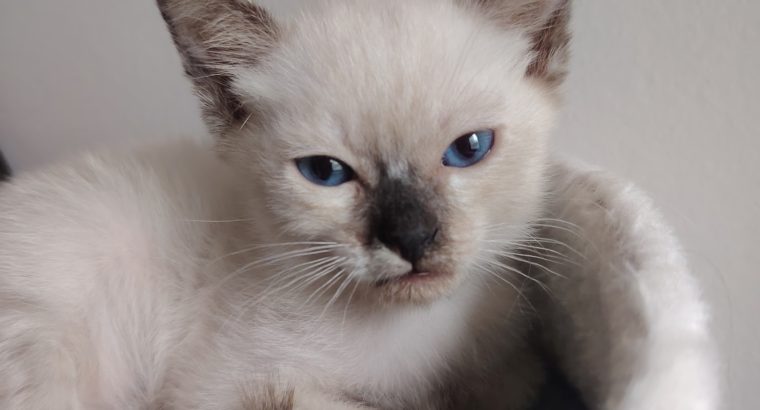 Cuki kis teknőc kislány