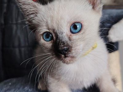 Fóka teknőc nőstény