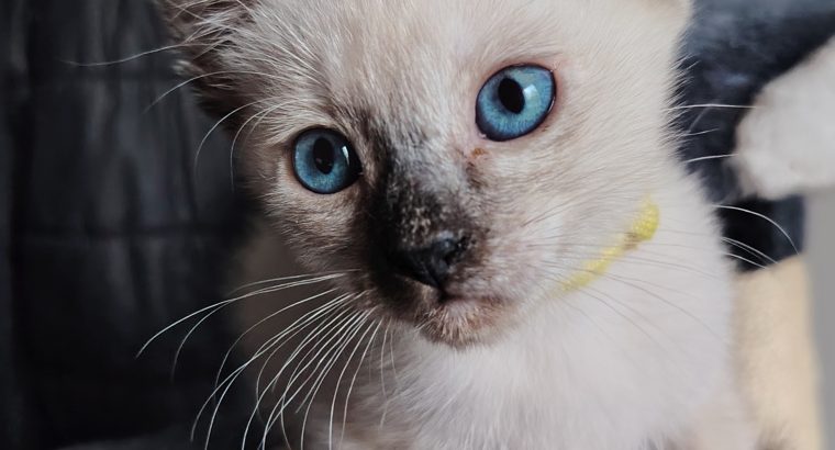 Fóka teknőc nőstény