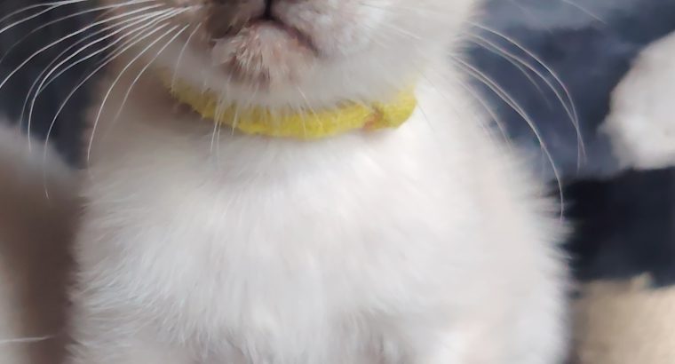 Fóka teknőc nőstény