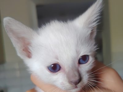 Lila thai kislány