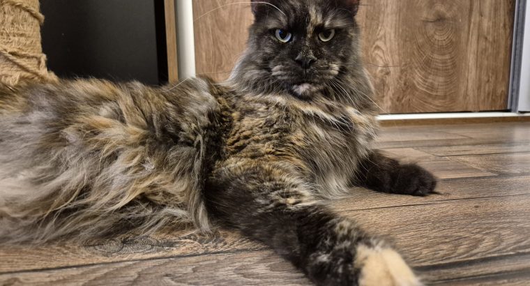 Nőstény cica keresi családját