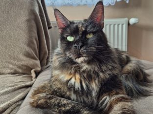 Nőstény cica keresi családját