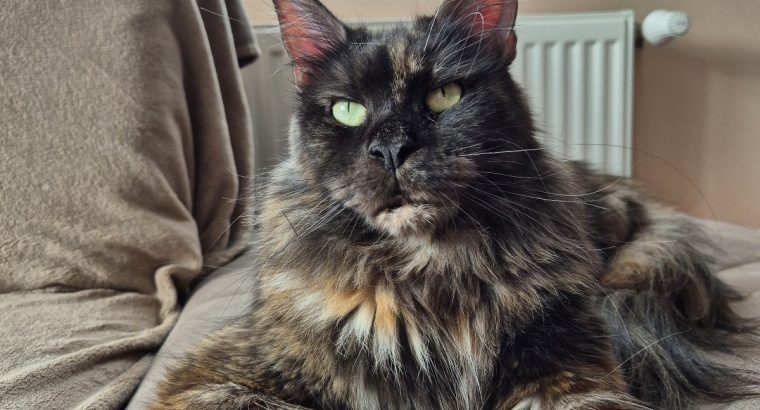 Nőstény cica keresi családját