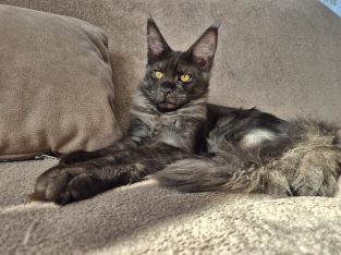 Zaka’s Pearl Frodo