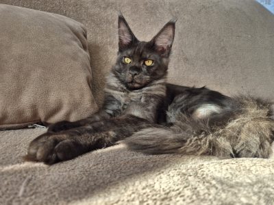 Zaka’s Pearl Frodo