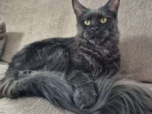 Fekete füst nőstény