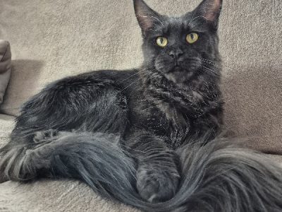 Fekete füst nőstény