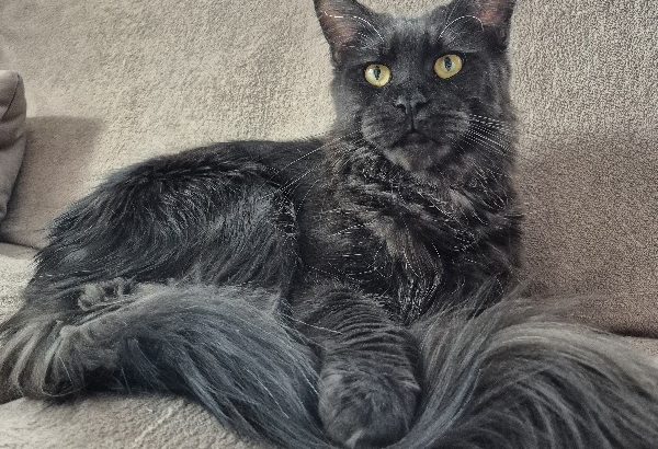 Fekete füst nőstény