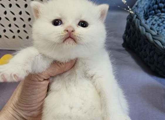 Hófehér odd eyed kandúr