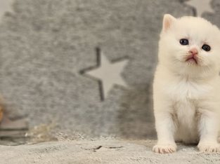 Hófehér odd eyed kandúr