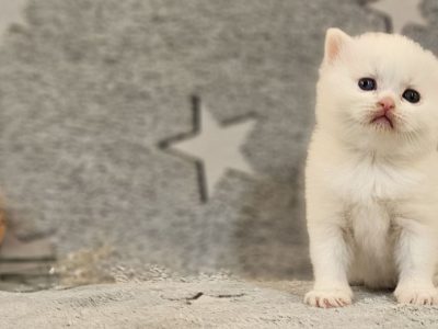 Hófehér odd eyed kandúr