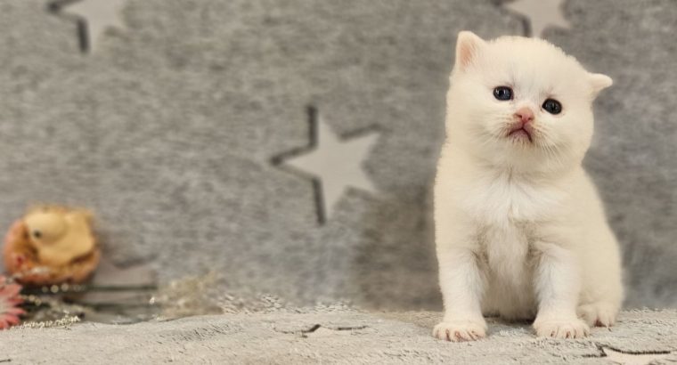 Hófehér odd eyed kandúr