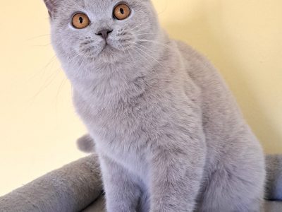 Gyönyörű lila brit