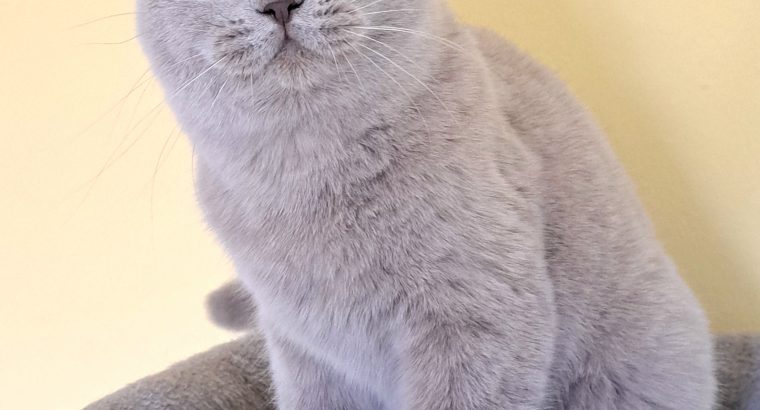 Gyönyörű lila brit