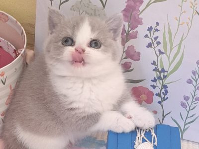 Lila feher bicolor brit kislany