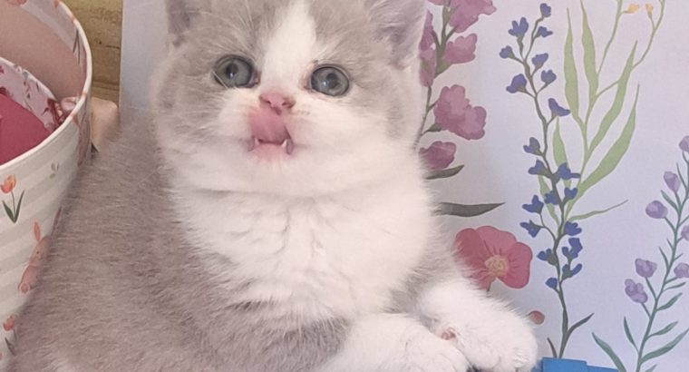 Lila feher bicolor brit kislany