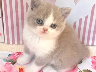 Lila feher bicolor brit kislany