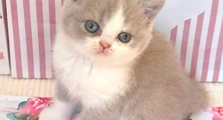 Lila feher bicolor brit kislany