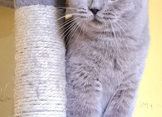 Gyönyörű lila brit