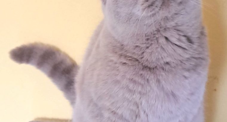 Gyönyörű lila brit