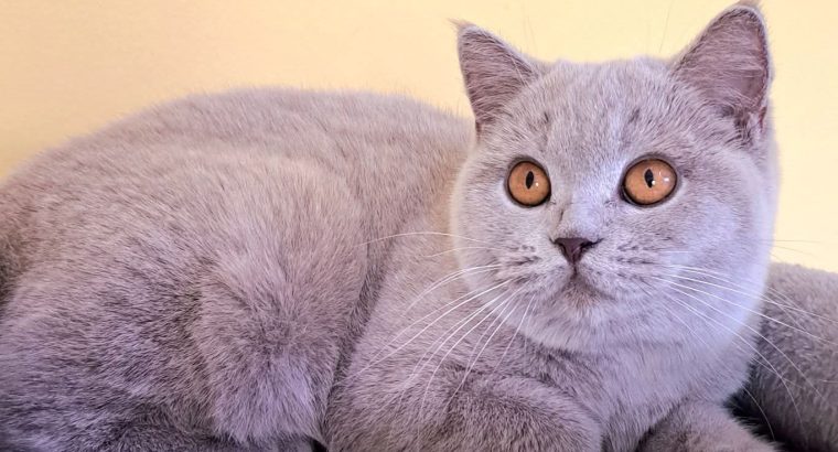 Gyönyörű lila brit