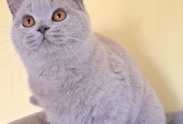 Gyönyörű lila brit