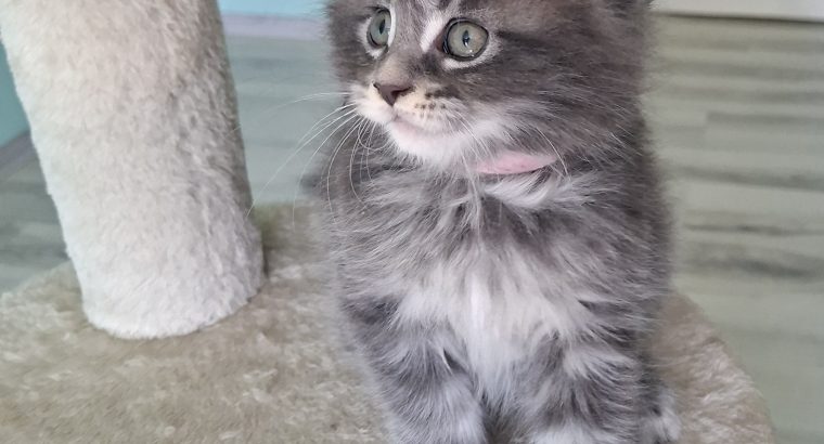 Bluecatsroyal Bailey’s