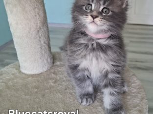 Bluecatsroyal Bailey’s