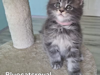 Bluecatsroyal Bailey’s