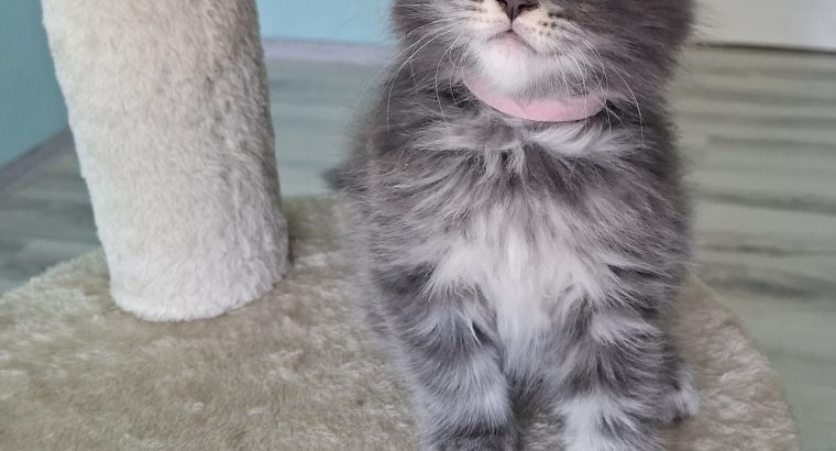 Bluecatsroyal Bailey’s