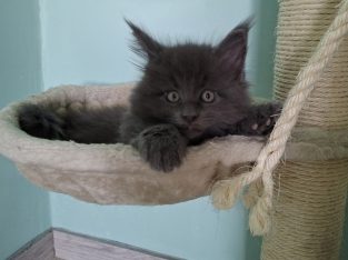 Bluecatsroyal Bagira