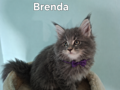 Bluecatsroyal Brenda 💜