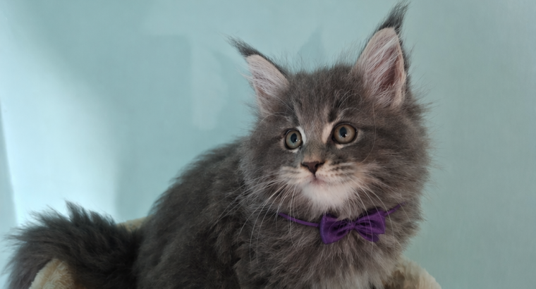 Bluecatsroyal Brenda 💜