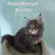Bluecatsroyal Brenda 💜