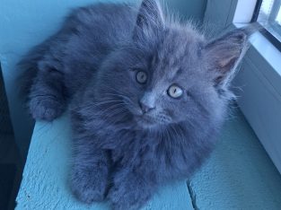 Bluecatsroyal Bagira