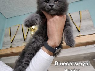 Bluecatsroyal Bagira