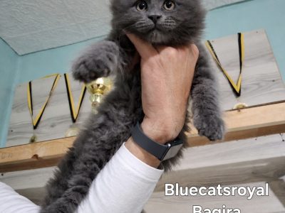 Bluecatsroyal Bagira