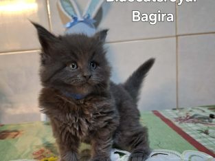 Bluecatsroyal Bagira