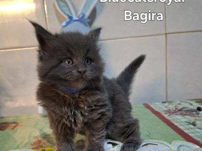 Bluecatsroyal Bagira