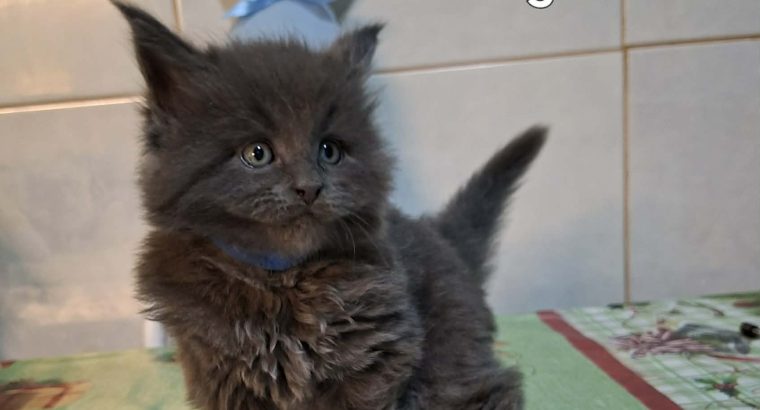 Bluecatsroyal Bagira