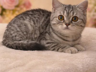 brit rövidszőrű kislány