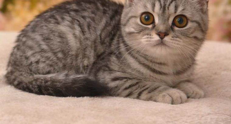 brit rövidszőrű kislány