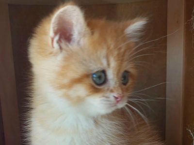 Flaxen gold kisfiú
